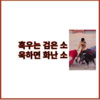 흑우는 검은 소 욱하면 화난 소